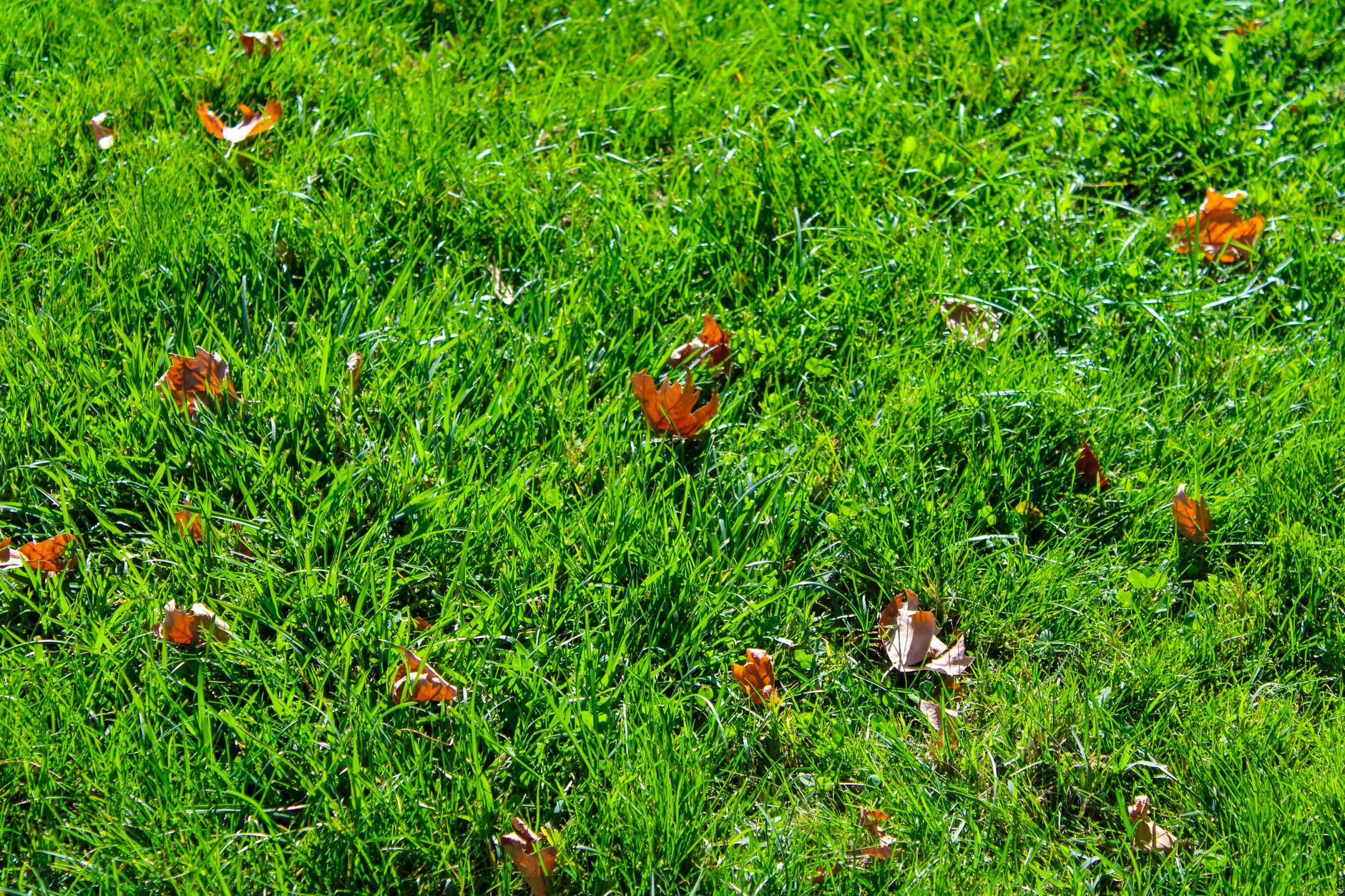 Lawn care & landscaping