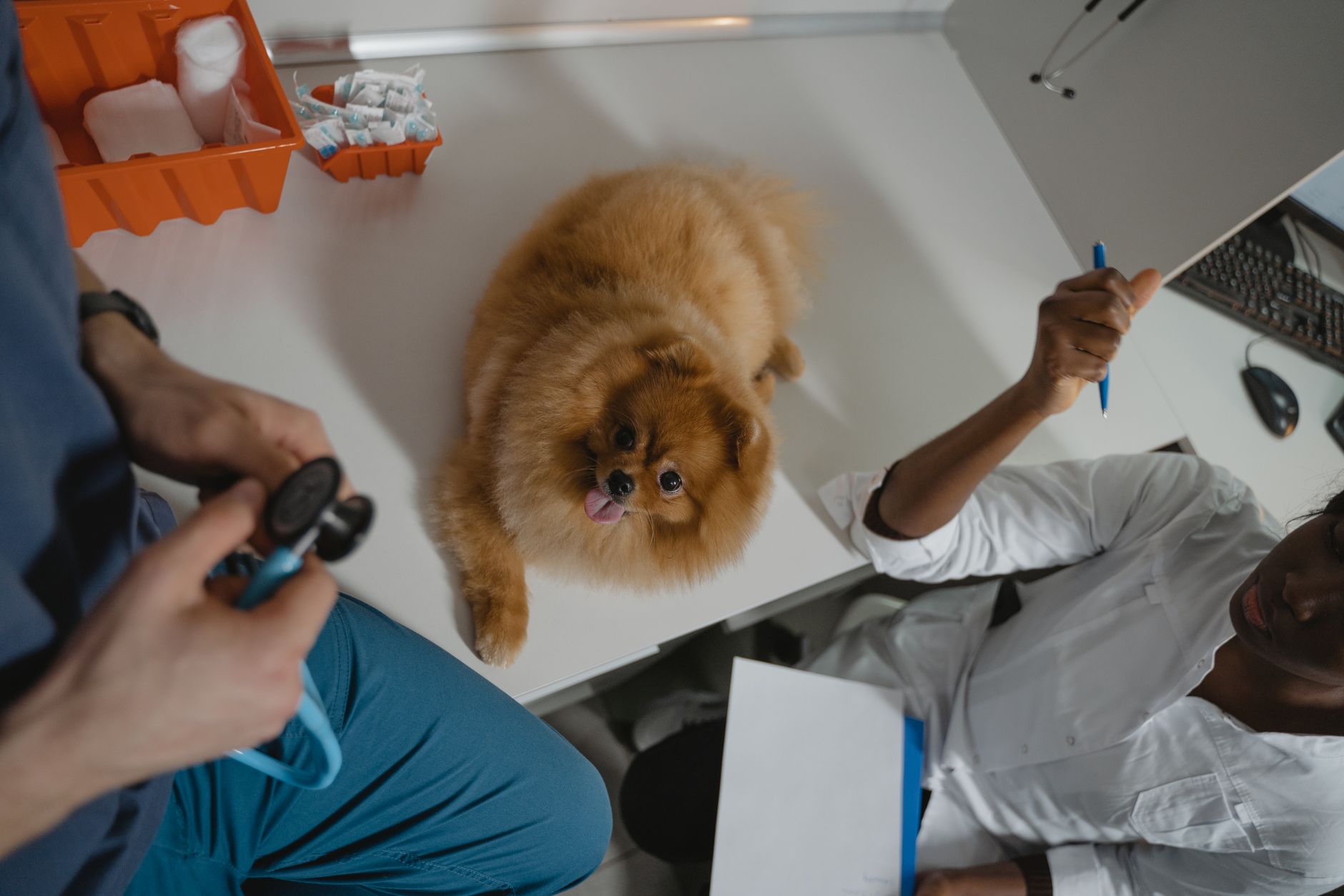 Clínica veterinária